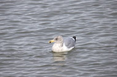 Glaucous-winged Gull (üremeyen) (larus glaucescens) okyanusta yüzüyor