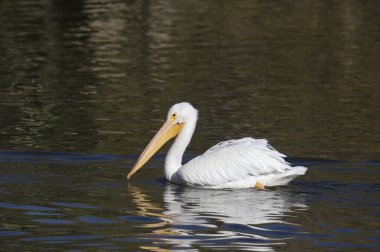 Amerikan Beyaz Pelikanı (pelecanus erythrothynchos) bulanık suda yüzüyor
