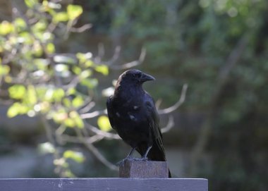 Amerikan Kargası (corvus brachynchos) ahşap yapıya tünedi