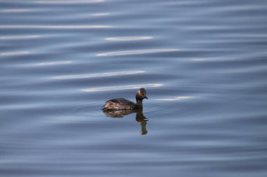 Eared Grebe (podiceps nigricollis) bir gölde yüzüyor