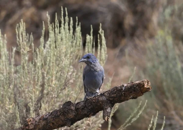 Pinyon Jay (gymnohinus siyanocephalus) büyük bir dala tünemiştir.