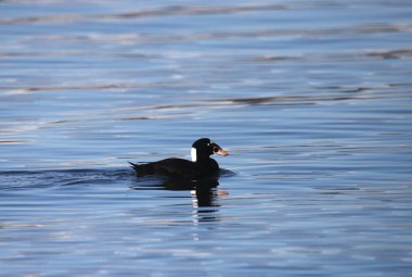 Sörf İskoç (erkek) (melanitta perspicillata) okyanusta yüzüyor