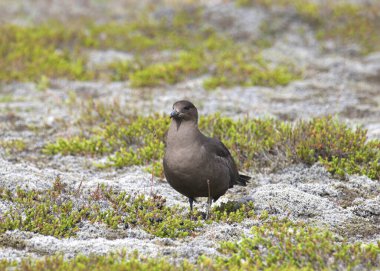 Arktik Skua (karanlık şekil) (stercorarius paraziticus) çimenli bir çayırda duruyor