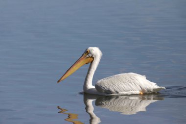 Closeup of an American White Pelican (pelecanus erythrothynchos) 