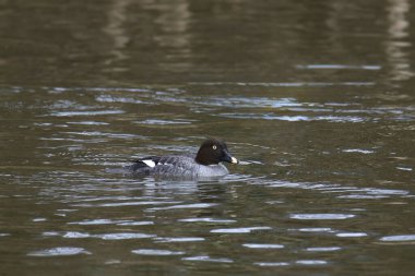 Gölette yüzen yaygın Goldeneye (dişi) (bucephala clurla)