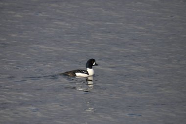 Barrow 'un Altın Gözü (bucephala adlandica) okyanusta yüzüyor