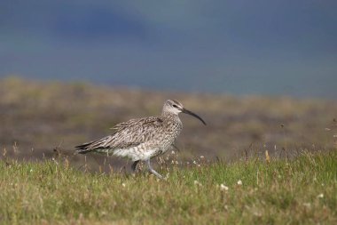 Whimbrel (numenius phaeopus) otlak bir çayırda arama yapıyor.