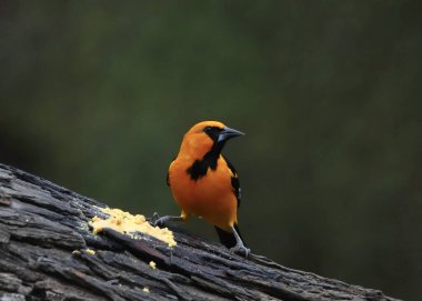 Büyük bir ağaç dalından fıstık ezmesi yiyen Altamira Oriole (icterus gularis)