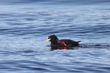Sörf İskoç (erkek) (melanitta perspicillata) okyanusta yüzerken ayağının dibiyle boynunu kaşıyarak gösteriyor ki