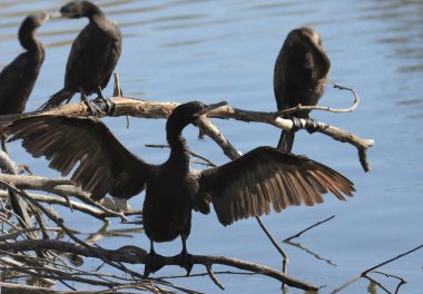 Neotropik Karabatak (phalacrocorax brasilianus) güneşin altında kanatlarını kurutan bir dala tünemiştir.