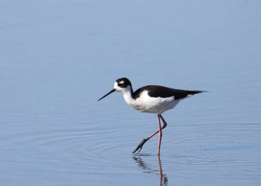 Siyah boyunlu Stilt (himantopus mexicanus) sığ suda
