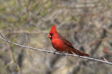 Kuzey Kardinali (erkek) (Cardinalis cardinalis) küçük bir dala tünemiştir.
