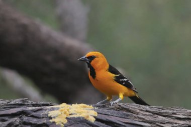 Büyük bir ağaç dalından fıstık ezmesi yiyen Altamira Oriole (icterus gularis)