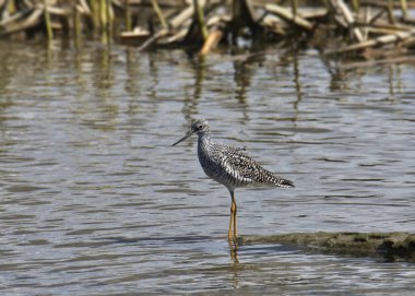 Daha büyük Sarıbacak (tringa melanoleuca) sığ sularda duruyor