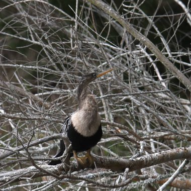 Anhinga (dişi) dallar arasında tünemiş