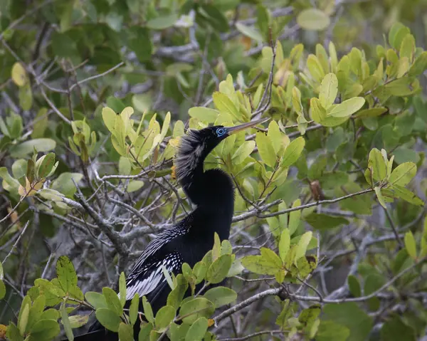Yapraklı ve yapraklı bir ağaçta, davarları eşliğinde.