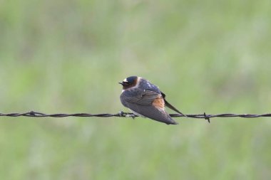 Cliff Swallow (petrochelidon pyrrhonota) dikenli tellerin üzerine tünemiş.