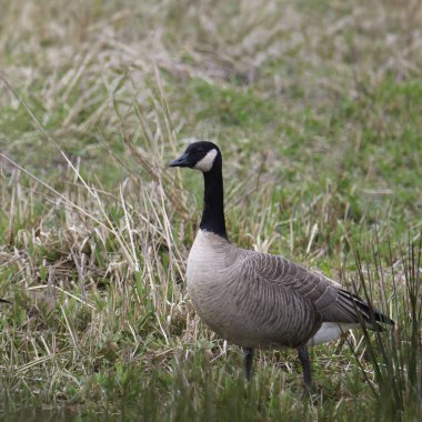 Gıdaklayan Kaz (branta hutchinsii) çimenli bir çayırda duruyor