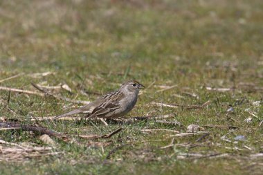 Altın taçlı serçe (zonotrichia atricapilla) çimenli bir çayıra tünedi.