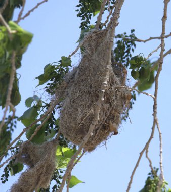 Oriole yuvası yapraklı bir ağaçtan sarkıyor