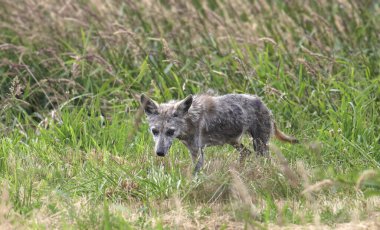 Gri Kurt (juvenle) (köpek lupus) uzun otların arasında yiyecek arıyor