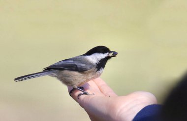 Siyah başlıklı Chickadee (poecile atricapillus) birinin eline gagasında bir tohumla tünemişti.