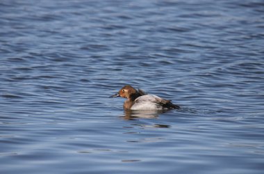 Canvasback Duck (dişi) (aythya valisineria) bir gölde yüzüyor