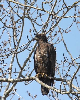 Kel Kartal (olgunlaşmamış) (haliaeetus leucocephalus) tomurcuklanan bir ağaca tünemiştir.