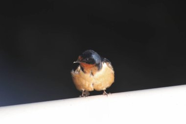 Ahır Kırlangıcı (hirundo rustica) metal bir borunun üzerine tünemiştir.
