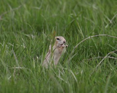 On üç çizgili yer sincabı (ictidomys tridecemlineatus) bazı çimenleri kemiren