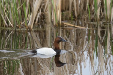 Canvasback Duck (erkek) (aythya valisneria) bir su birikintisinde yüzüyor