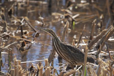 Amerikan Bittern (botaurus lenginosus) pis bir sulak arazide duruyor