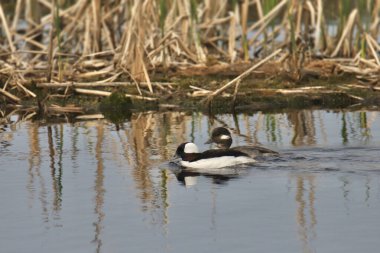 Bir çift Bufflehead Ördeği (bucephala albeola) sulak bir gölette yüzer