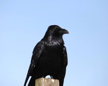Ahşap bir direğe tünemiş bir Kuzgun 'un (corvus corax) yakın çekimi