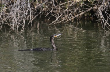 Neotropic Cormorant (phalacrocorax brasilianus) swimming in a pond