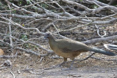 Düz Chachalaca (ortalis vetula) dallar arasında tünemiş.