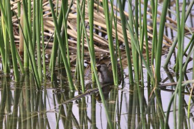Sora (Porzana carolina) bazı sazlıklardan dışarı bakıyor
