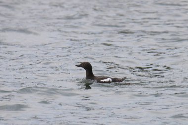 Okyanusta yüzen güvercin Guillemot (cepphus columba)