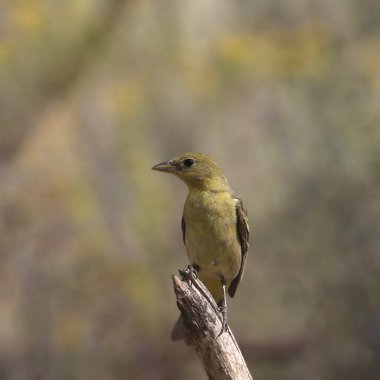 Western Tanager (kadın) (piranga ludoviciana) kırık bir dala tünedi