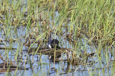 Çimenli bir sulak arazide yuvanın üzerine tünemiş Siyah Tern (çocuk Nijer)