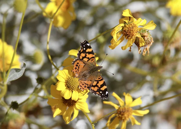 Painted Lady Butterfly Vanessa Annabella Feeding Some Yellow Flowers — Stock Photo, Image