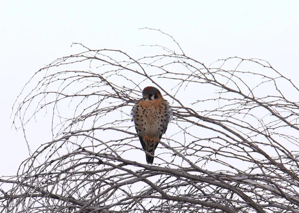 American Kestrel Female Falco Sparverius Perched Tangled Branches — Stock Photo, Image