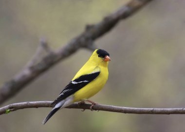 Amerikan ispinozu (erkek) (spinus tristis) yapraksız bir dala tünemiştir.