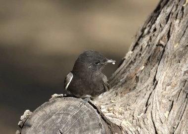 Kara Phoebe (sayornis nigricans) bir ağaç gövdesine tünemiş.