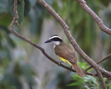 Great Kiskadee (pitangus sulphuratus) perched in a tree