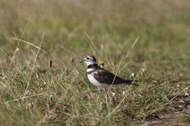 Ölüm geyiği (charadrius vociferus) otlak bir çayırda duruyor