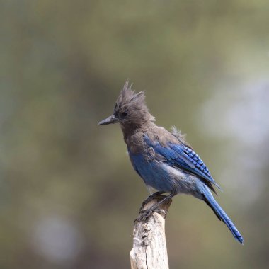 Steller 'ın Jay' i (siyanocitta stelleri) kırık bir dala tünemişti.
