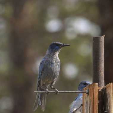 Pinyon Jay (gymnorhinus siyanocephalus) bir süet besleyiciye tünemiştir.