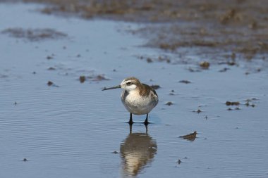 Wilson 's Phalarope (erkek) (phalaropus tricolor) sığ suda duruyor