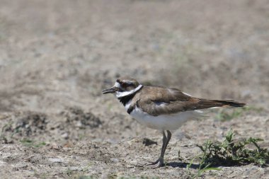 Ölüm geyiği (charadrius vociferus) yere zımparalanıyor